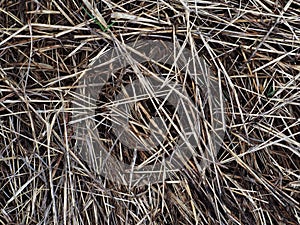 Group of light brown dried out grass leaves on the floor in meadow, out of focus for natural blur background