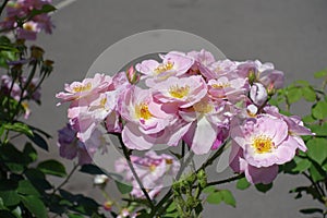 Group of light pink flowers of dog rose