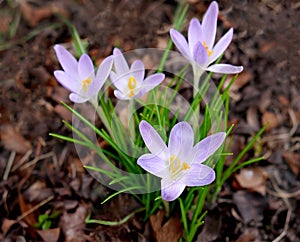 Group of lilac crocuses botanical  cultivar Tommasinianus. The earliest flowering crocuses photo