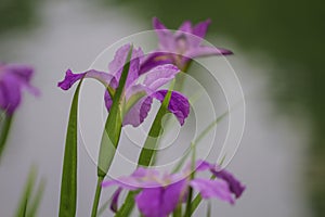 A group of lilac iris flowers in the garden