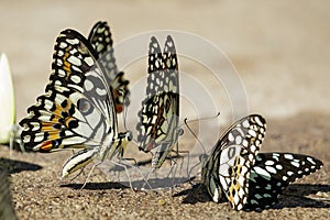 Group of lime butterflyPapilio demoleus on the ground. Insects. Animals