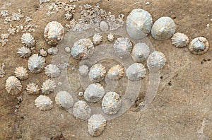 Group of limpets photo