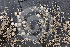 Group of limpets on a slate rock photo