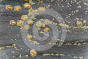 Group of Limpets on a Stone during Low Tide.