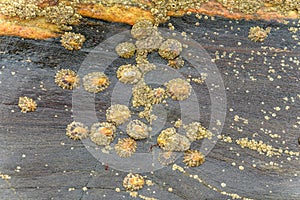 Group of Limpets on a Stone during Low Tide.