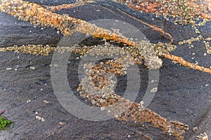 Group of Limpets on a Stone during Low Tide.