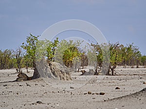 Group of lion in the shade of a small mopane tree