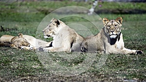 Lionesses lying in the sun photo