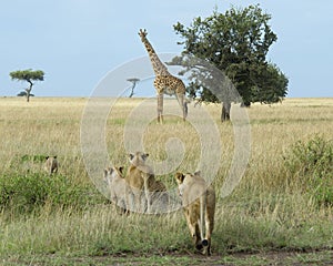 Group of lionesses stalking a single giraffe