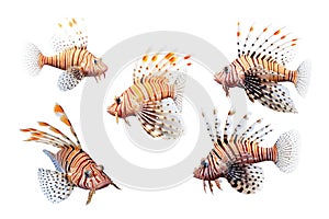 Group of lionfishes on white background., Fish., Underwater animals