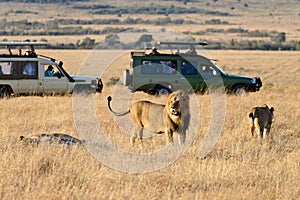 A group of lions