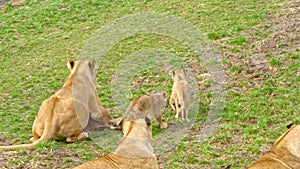 Group of lions