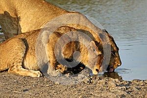 Group of lions drinking in the Kruger National Park, South Africa