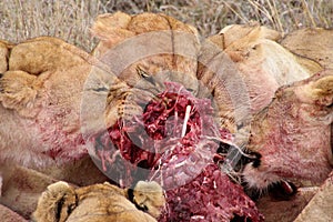 Group of lions eating their warthog prey