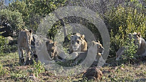 Group of lions at Pilanesberg National Park