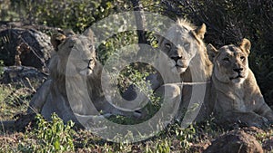 Group of lions at Pilanesberg National Park