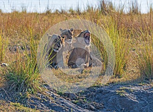 A Group of Lions Resting in the Veldt photo