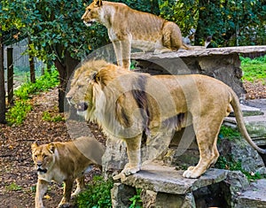 Group of lions together, Male and female lions, tropical wild cats from Africa, Vulnerable animal species