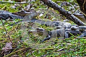 Group of little baby alligators resting on the grass