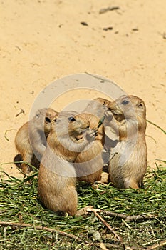 Group of little baby prairie dogs eating photo