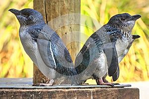 A group of little blue, or fairy penguins