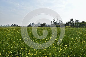 The group of little blurred yellow flowers of mustard with cloudy sky