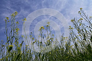 The group of little blurred yellow flowers of mustard with cloudy sky