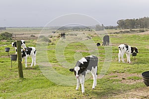 Group Little calf