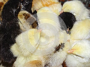 Group of little chickens in Romania