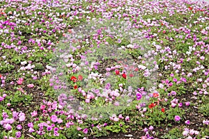 Group of little colorful tulip at shibazakura festival , Yamanashi, Kawaguchiko