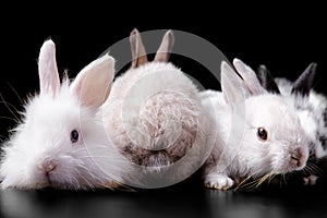 Group of little cute funny fluffy bunnies