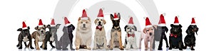 Group of little diferent breeds puppies wearing santa claus hats for christmas