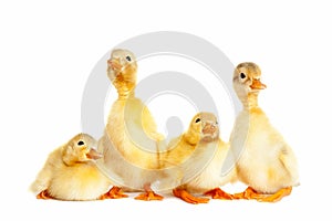 Group of little duckling