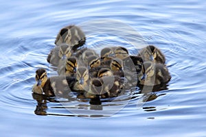 Group of Little Ducklings