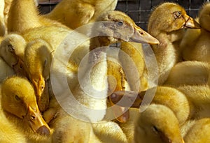 Group of little ducks