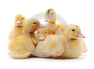 Group of little ducks.