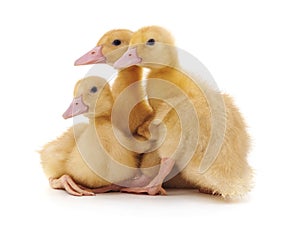 Group of little ducks.