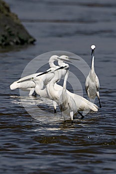 Group of little egrets standing in shallow waters