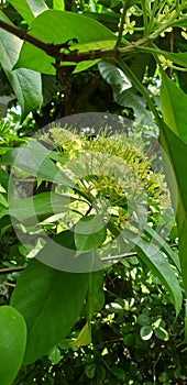 Group of little flower with grren leav photo