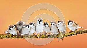 Group of little funny birds sitting in a bright Sunny spring Par