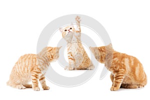 Group of little Ginger british shorthair cats