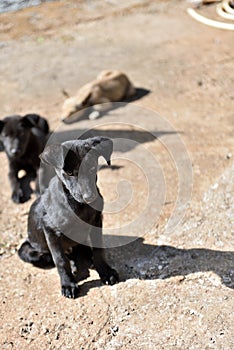 A group of little hungry puppies are waiting for lunch.