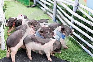 A group of little pigs photo