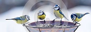 Group of little songbirds sitting on a bird feeder with seeds of sunflower. Blue Tit photo