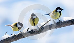 Group of little songbirds sitting on snowy branch. The  great tit Parus major