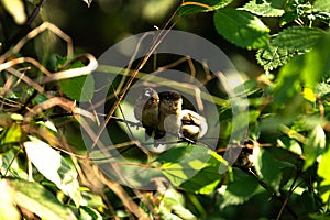 Sparrow basking in the sun