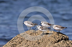 Group of Little stints at Quiberon in France