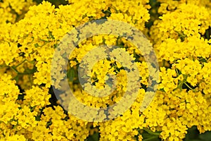 Group of little yellow flowers alyssum mountain in the garden.