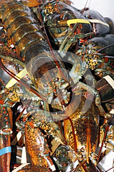 Group of live atlantic lobster in close up, luxury seafood