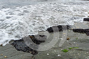 A group of living seashell and barnacles attached to the rock